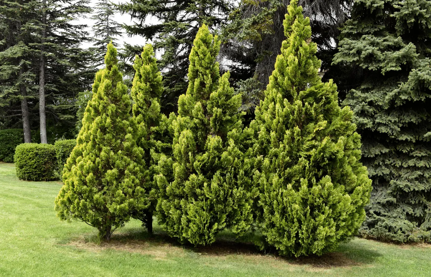 can Arborvitae be used for firewood