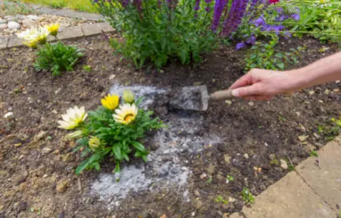 What Is the Best Way to Use Firewood Ash as Fertilizer