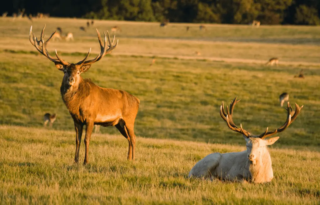 How To Scare Deer Away From Your Yard